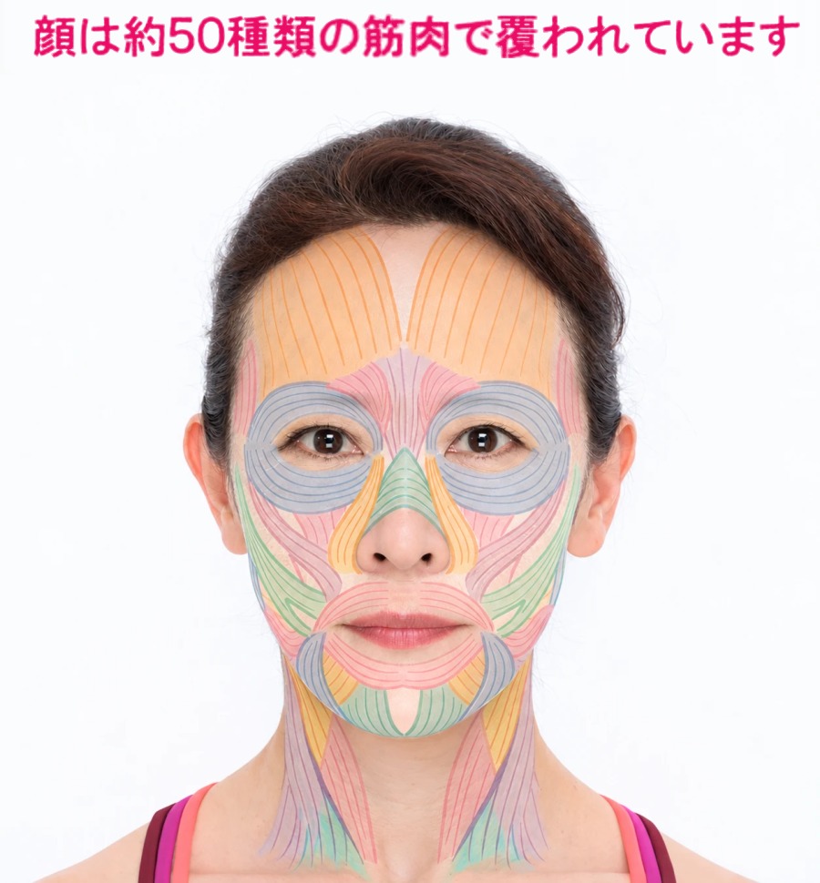 顔は約50種類の筋肉で覆われています。顔の筋肉の図